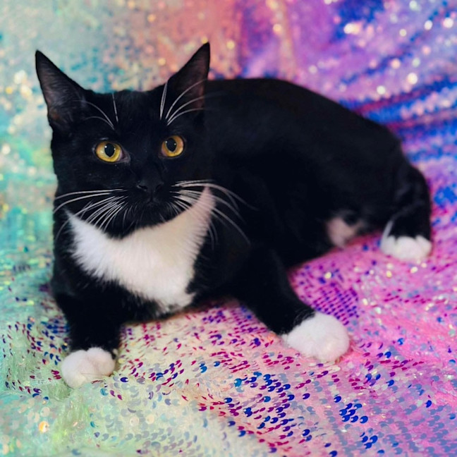 Photo of 11813   Tuxie