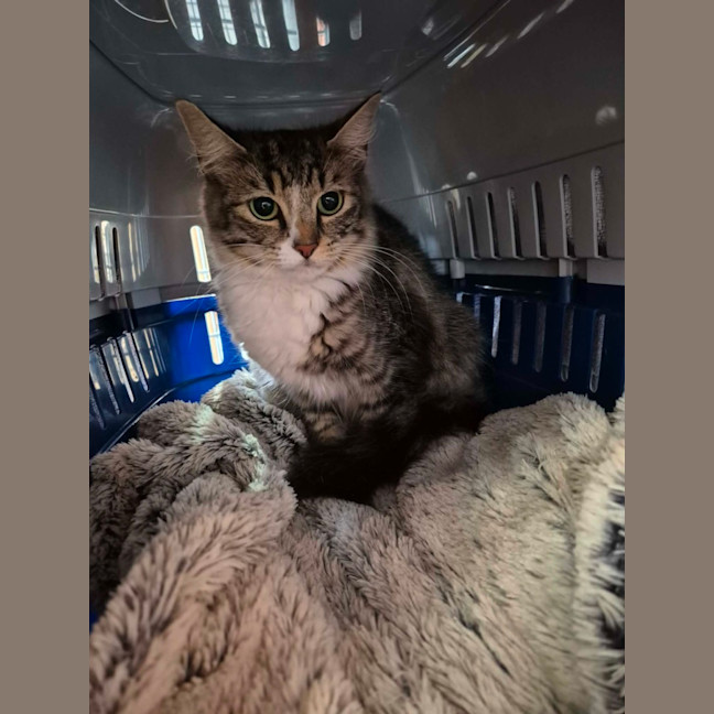 Photo of Darcy! ☘️