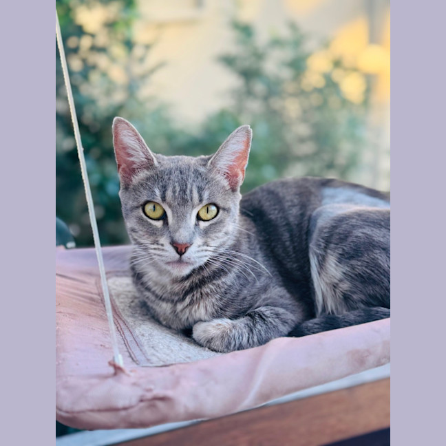 Photo of Rosie 