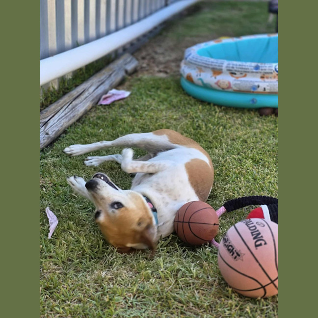 Photo of Wicket   7 Year Old Jack Russell X