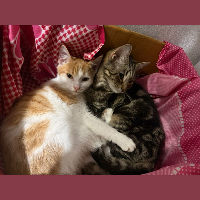 Photo of Chichi And Bagel