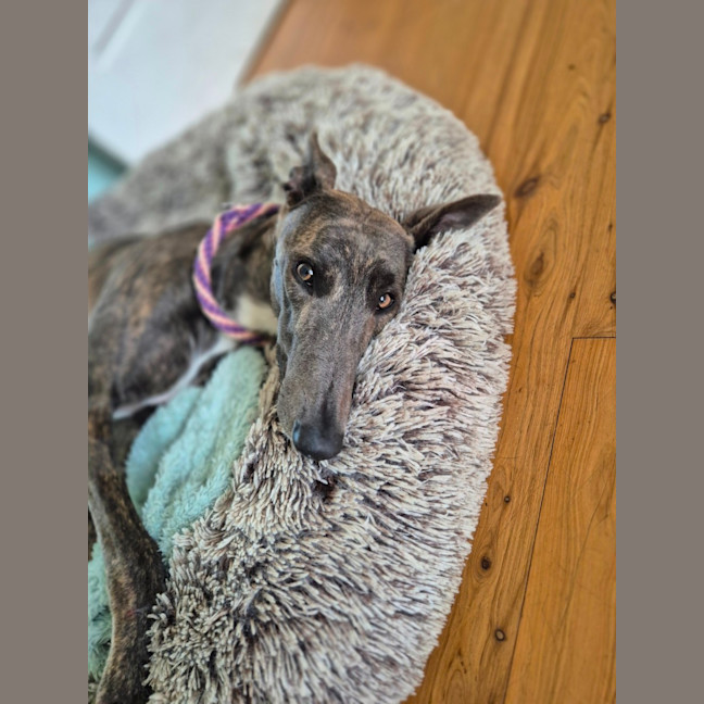 Photo of Jazzy, The 1 Year  Greyhound
