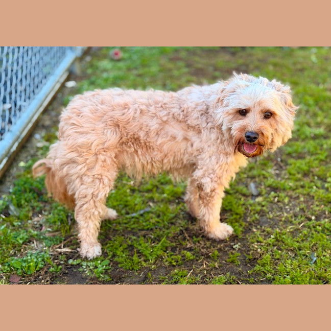 Photo of Bailey