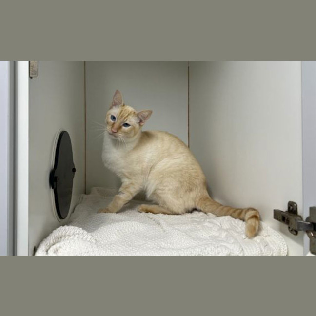 Photo of Soloman
