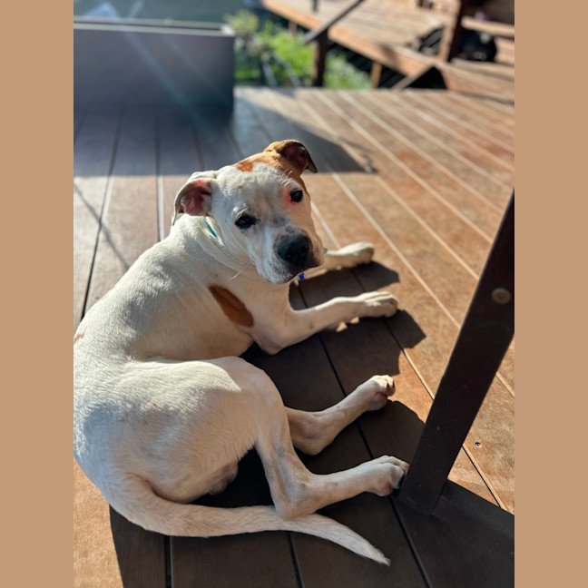 Photo of Smidge   18 Month Old Staffy X