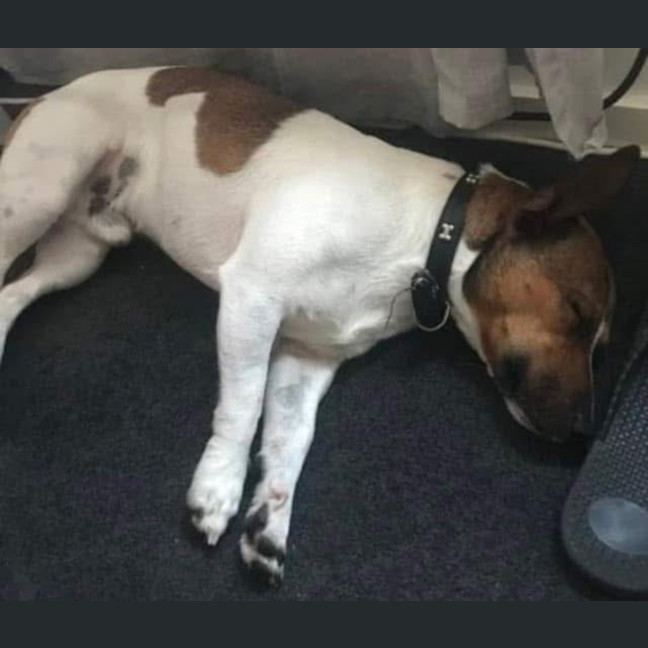 Photo of Bobo