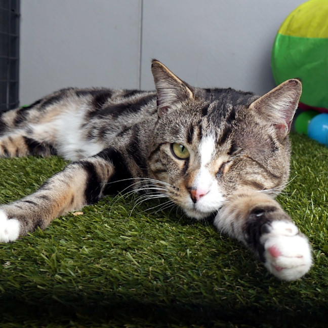 Photo of Stormzy Sua014207