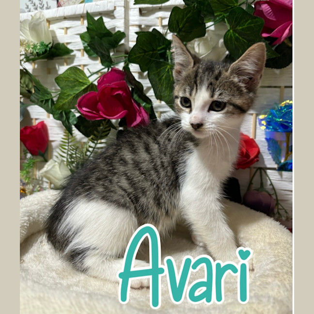 Photo of Avari