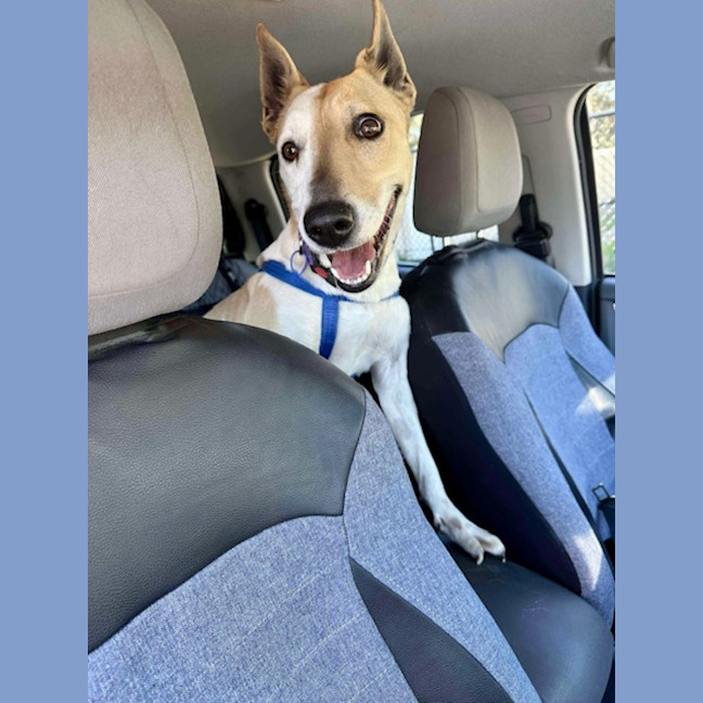 Photo of Heidi   3 Year Old Kelpie X