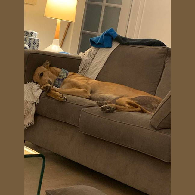 Photo of Rusty, The Greyhound