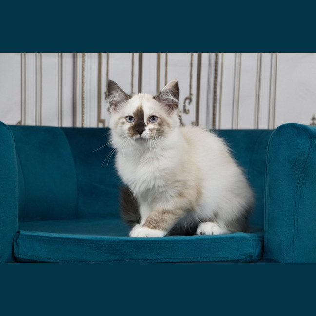 Photo of Chanel