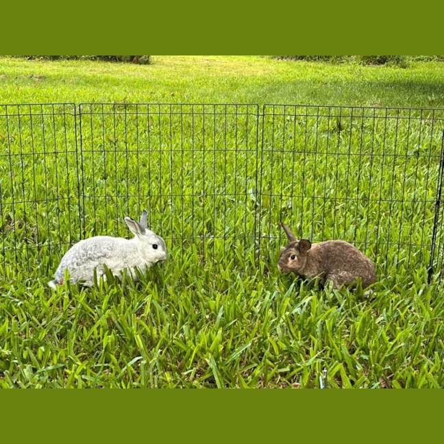 Photo of Jazz (W Mitzi)