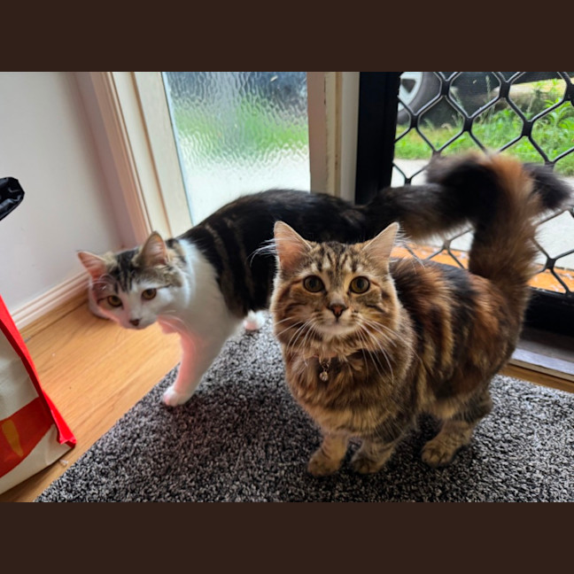 Photo of Luna & Maple