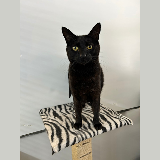 Photo of Cat Boy