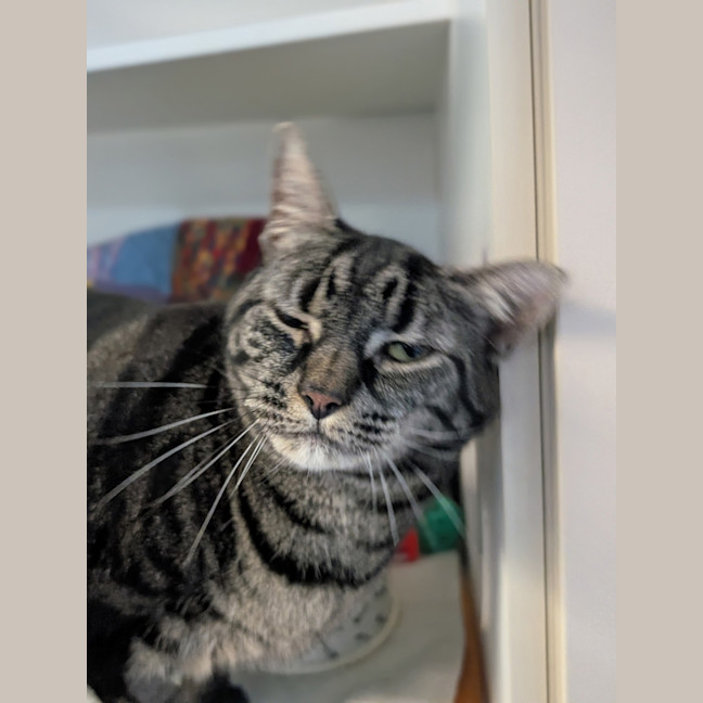 Photo of Piper