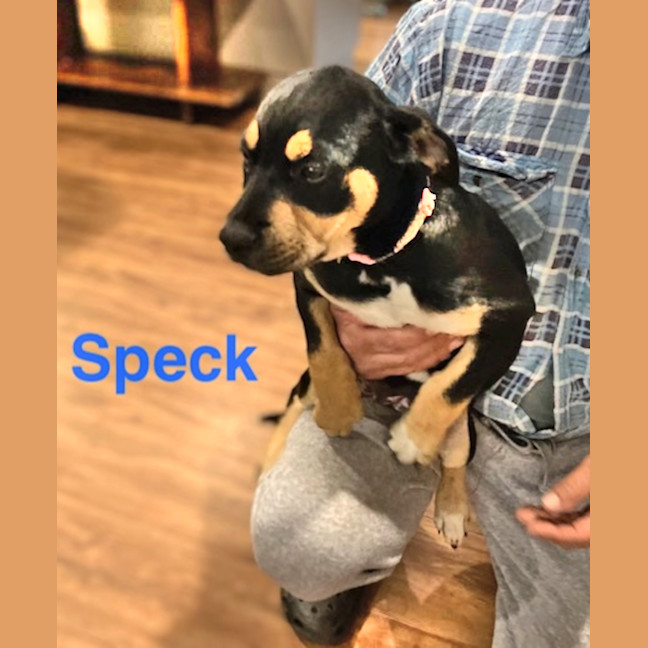 Photo of Speck