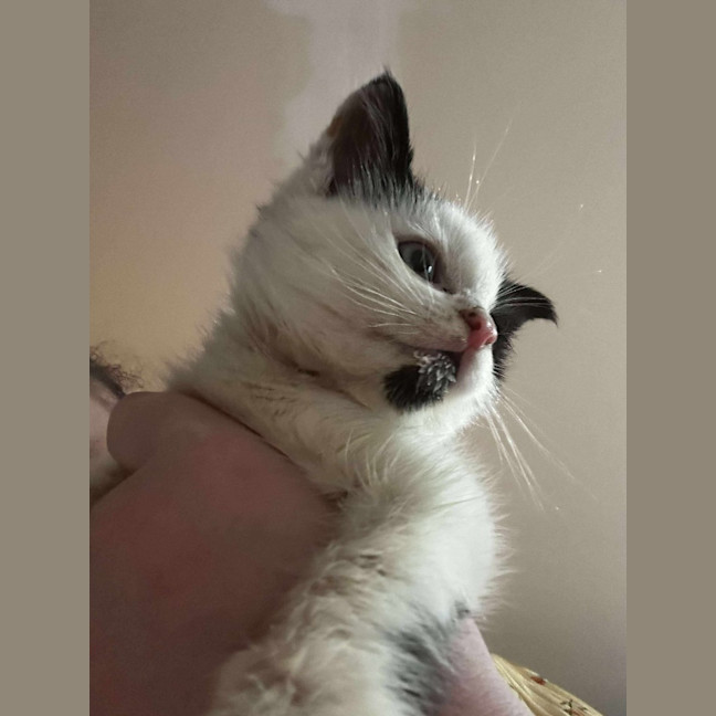 Photo of Gizmo / Molly Moo