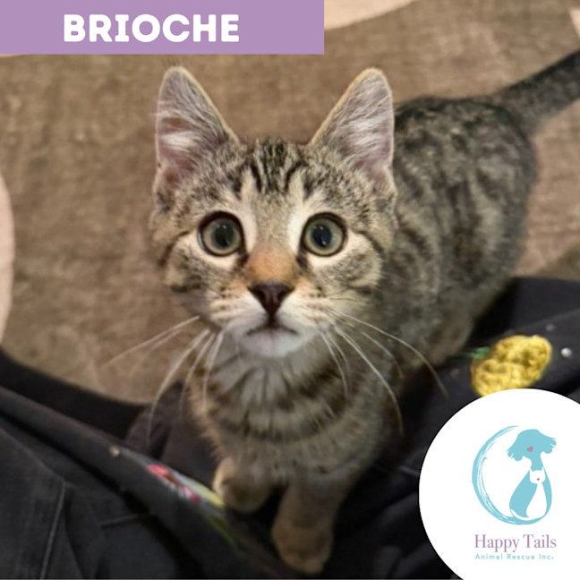 Photo of Brioche