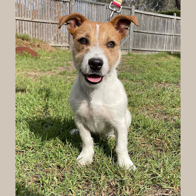 Photo of Frodo 