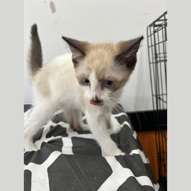 Photo of Sugar