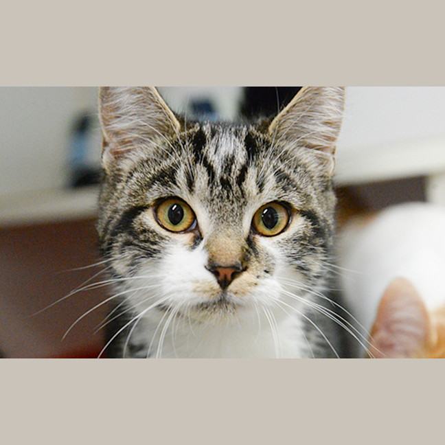 Photo of Olive