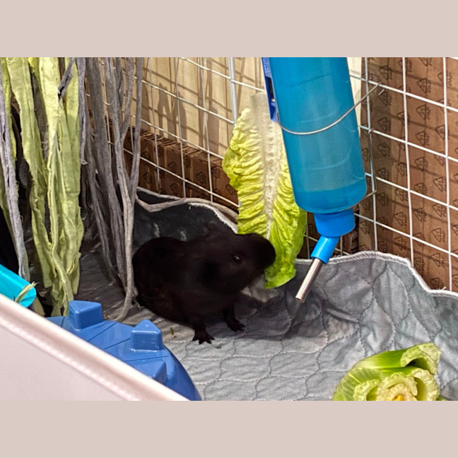 Photo of Peek & Boo