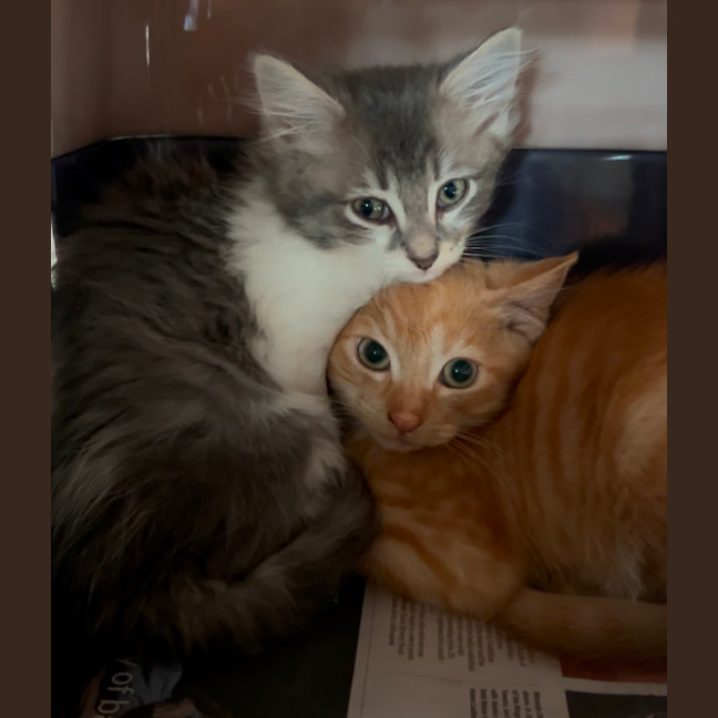 Photo of Cherub & Rudolf 