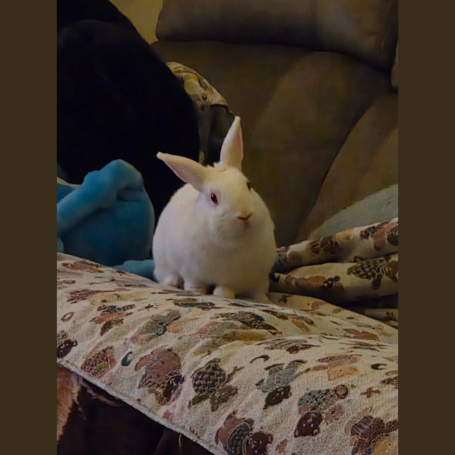Photo of Bonnie