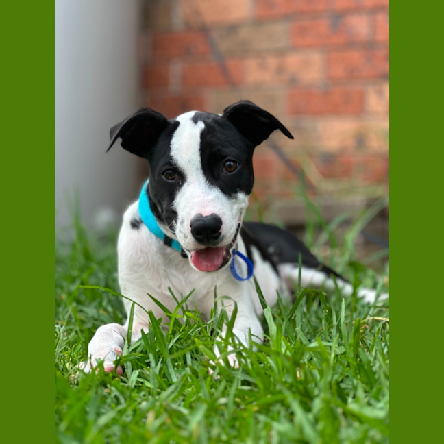 Photo of Harley   16 Week Old Border Collie X Bull Arab