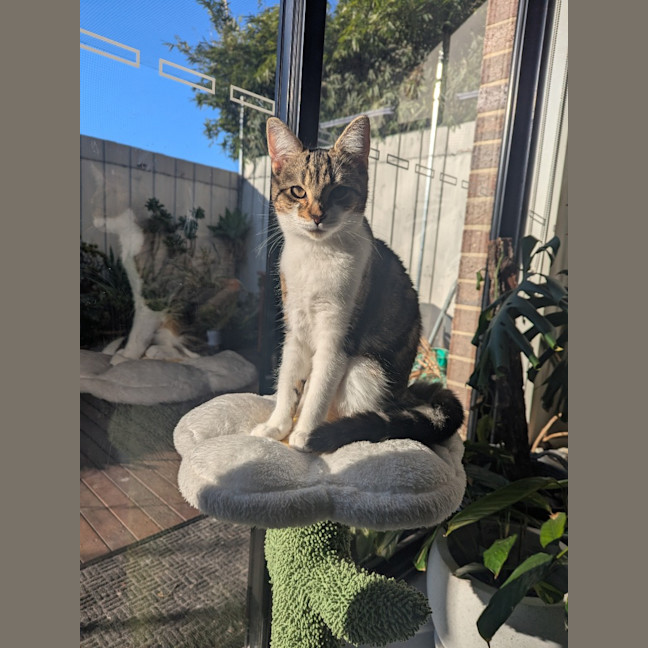 Photo of Dottie Golden