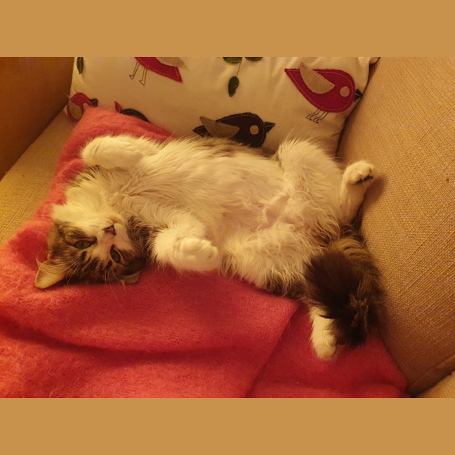 Photo of Merida