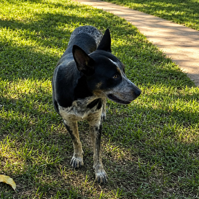 Photo of Dallas