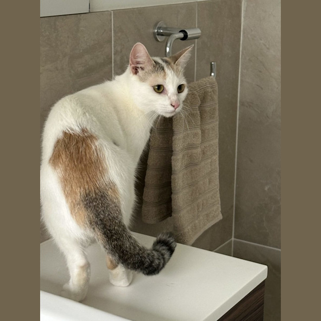 Photo of Sesame   Now At Pet Quarters Belmont