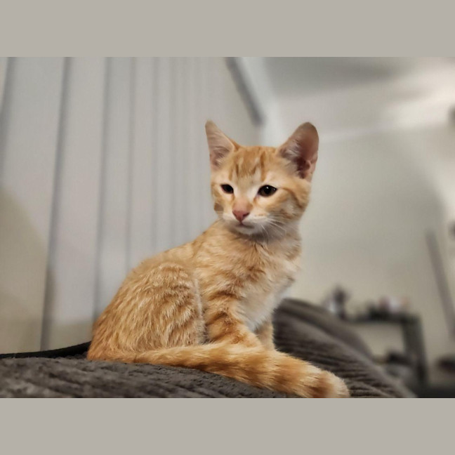 Photo of Elmo