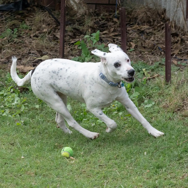 Photo of Domino