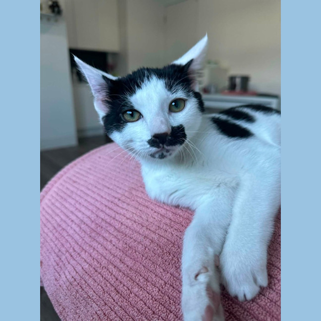 Photo of Chaplin 🍿