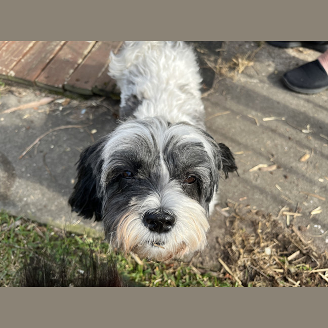 Photo of Abby🌞4yo, Shih Tzu X Maltese(on Trial 12/8/24)
