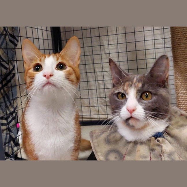 Photo of Apricot & Ishi