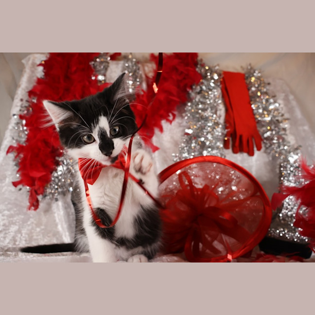 Photo of Tango