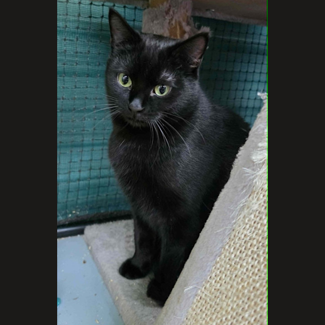 Photo of Ebba ** 2nd Chance Cat Rescue **