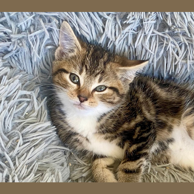 Photo of Pumpkin 