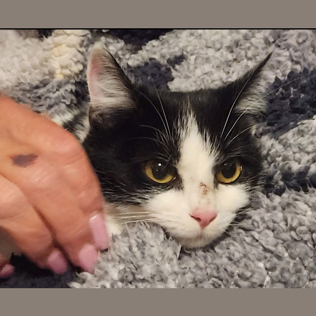 Photo of Luna