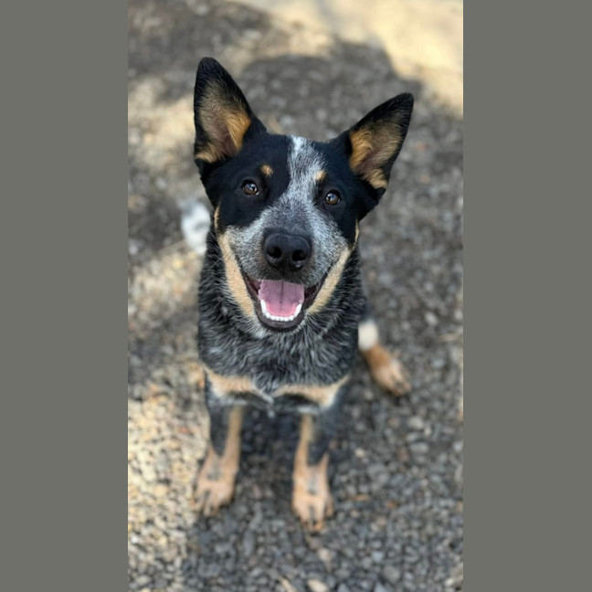 Photo of Ozzie