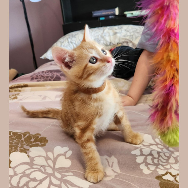 Photo of B1 (In Foster Care In Templestowe)