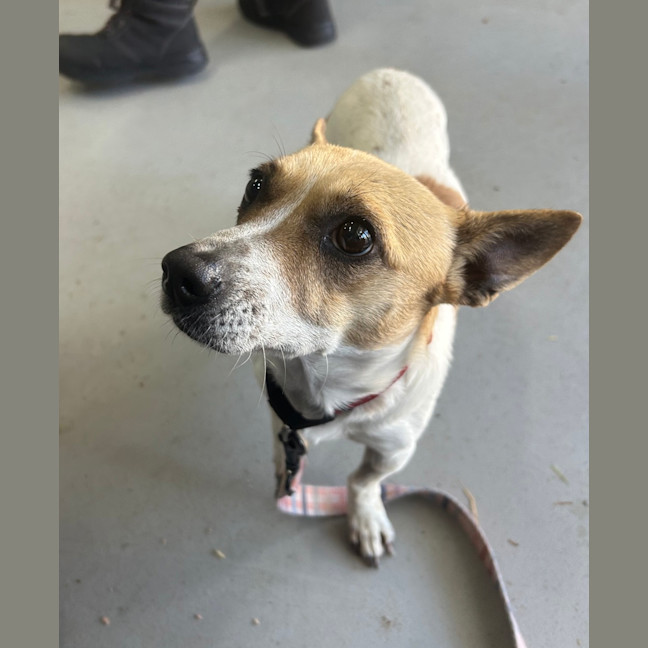 Photo of Patches