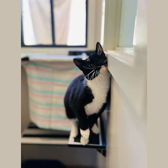 Photo of Sadie