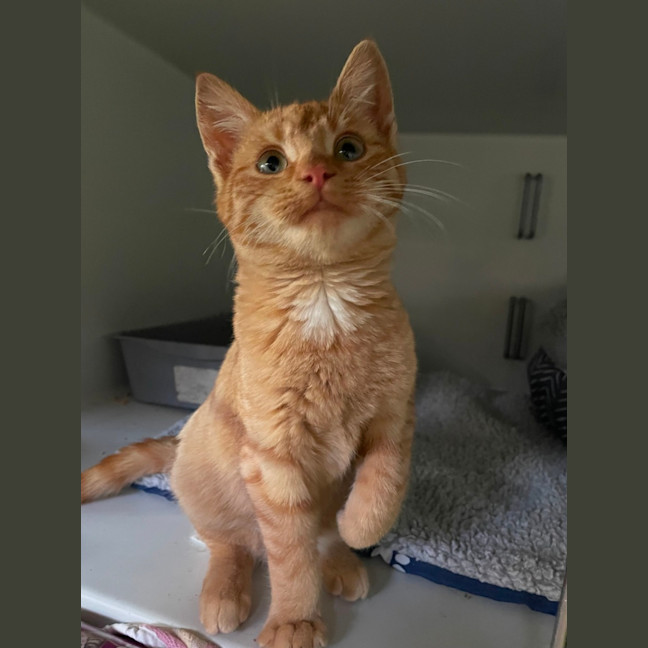 Photo of Gingerbread 