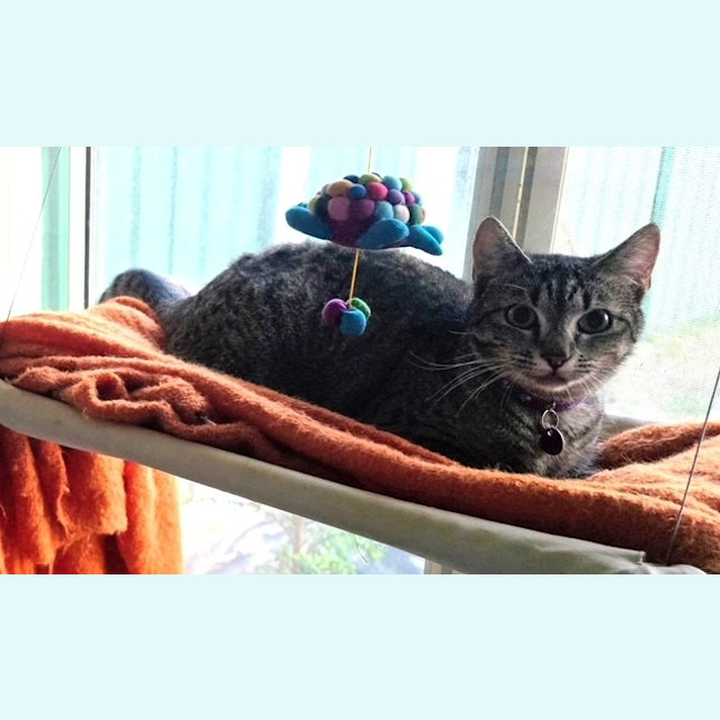 Photo of Pip