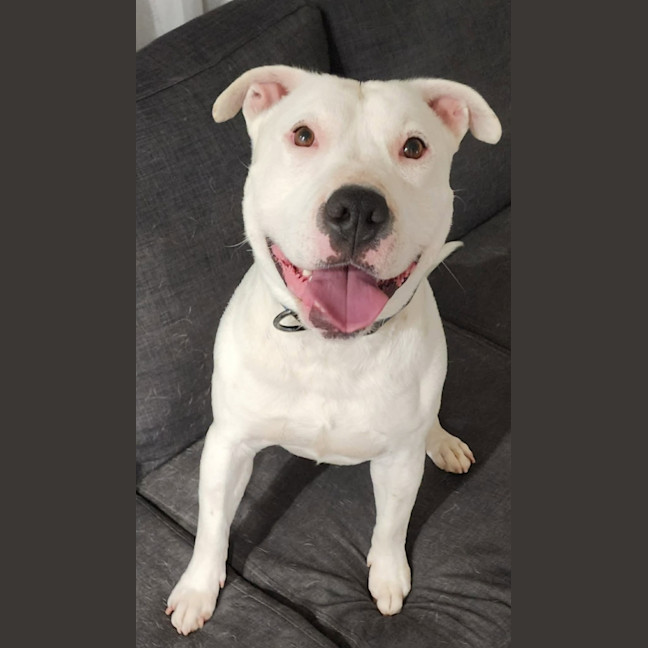 Photo of Corny (Cornelius)