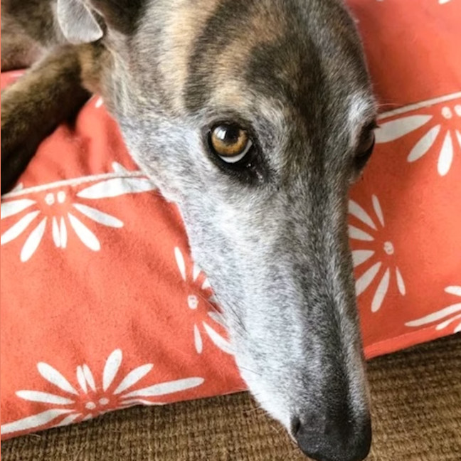Photo of Peanut